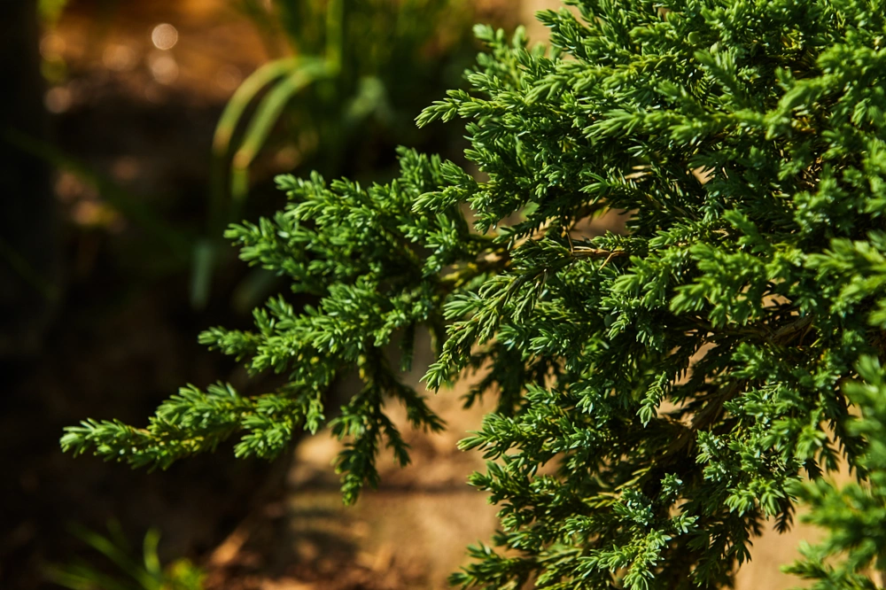 Можжевельник чешуйчатый 'Little Joanna', H40-60