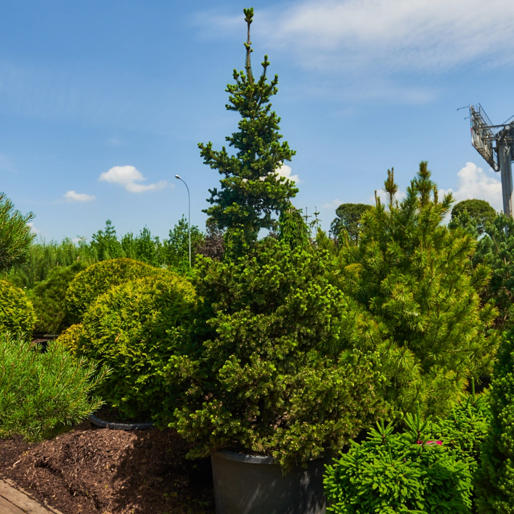 Ель колючая 'Lucky Strike', H250-300