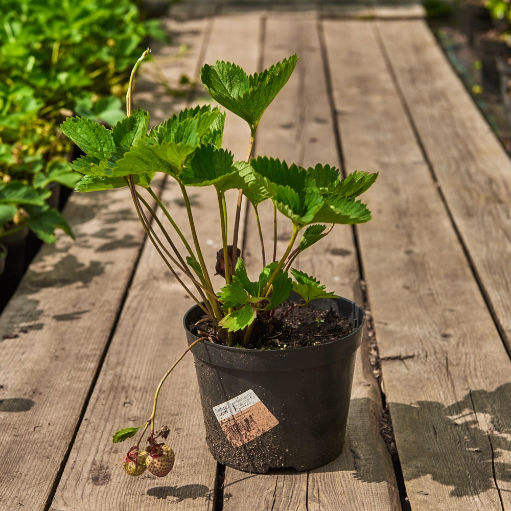 Земляника садовая 'Зенга-Зенгана' (средний),