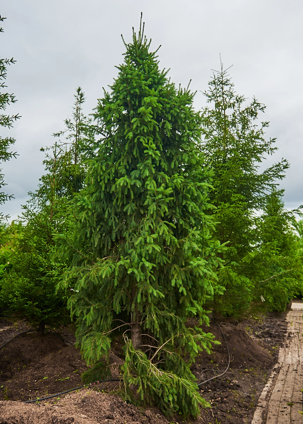 Ель обыкновенная 'Columnaris', H350-400