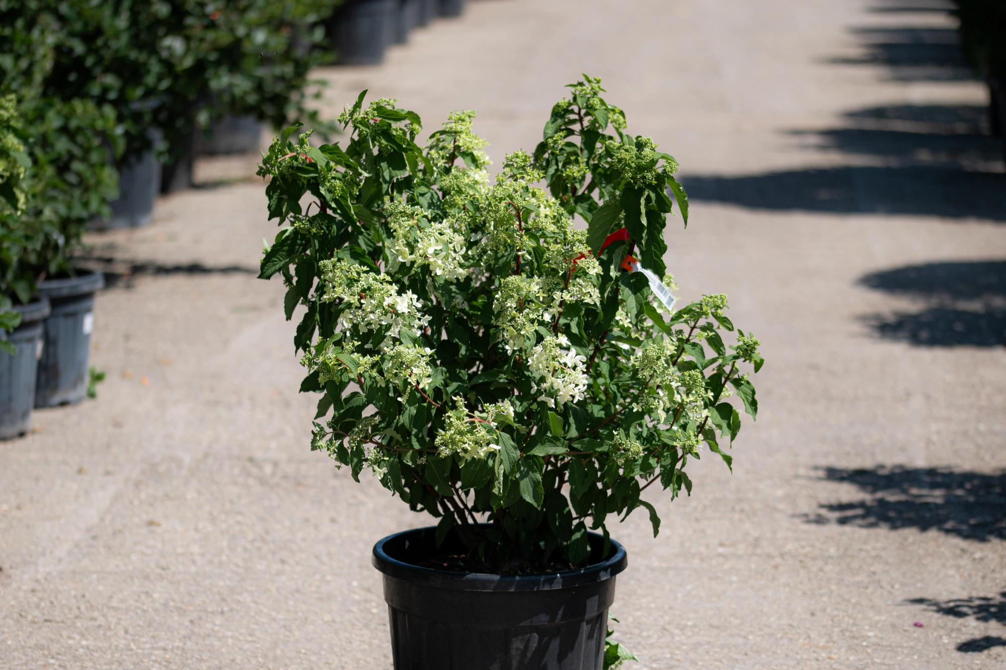 Гортензия метельчатая 'Star Rose', H40-60