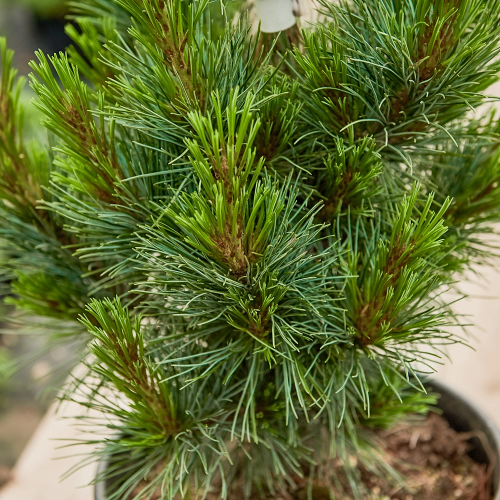 Сосна кедровая 'Glauca', H40-60