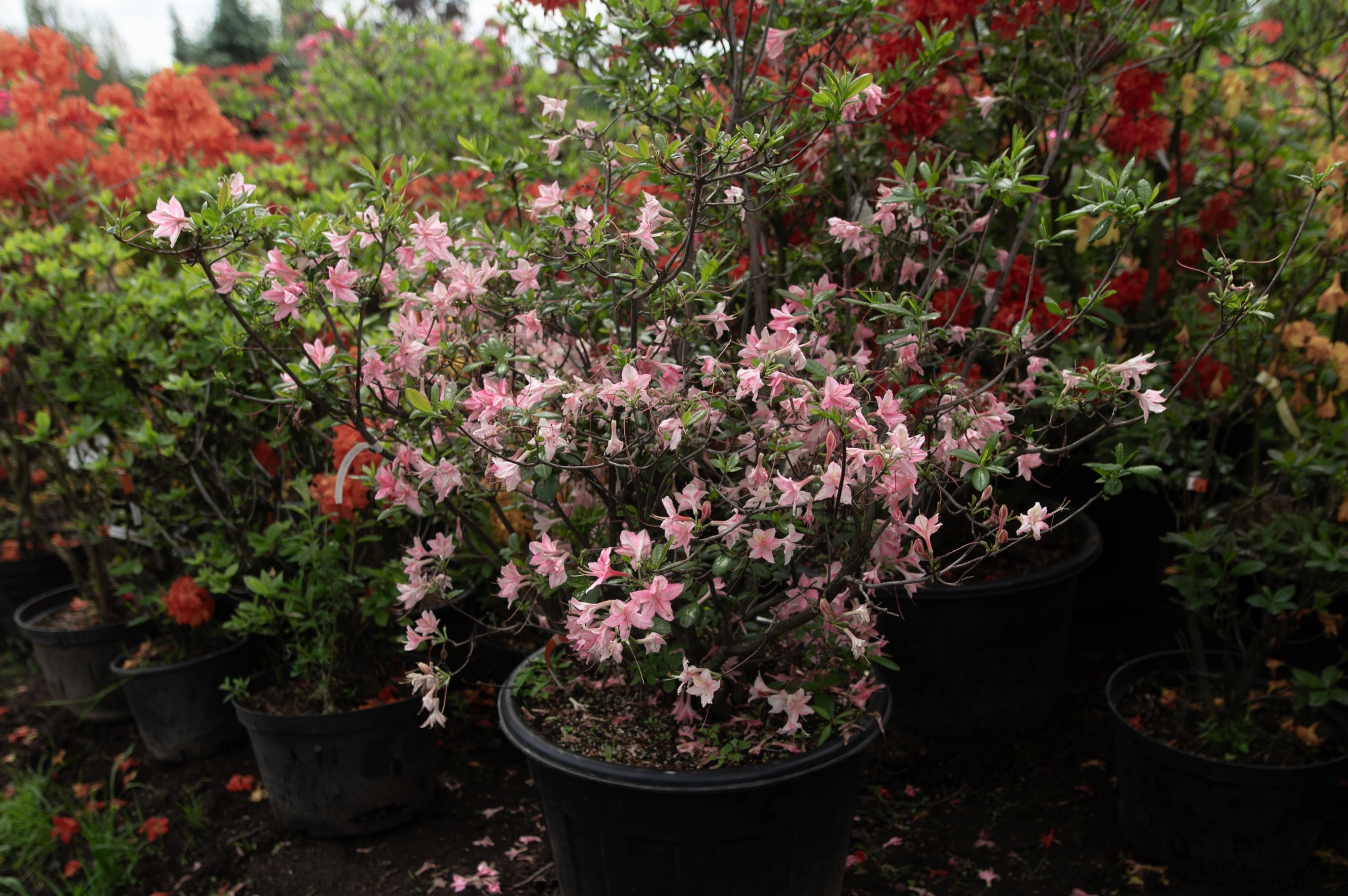 Азалия гибридная 'Jolie Madame' (розовая), H125-150