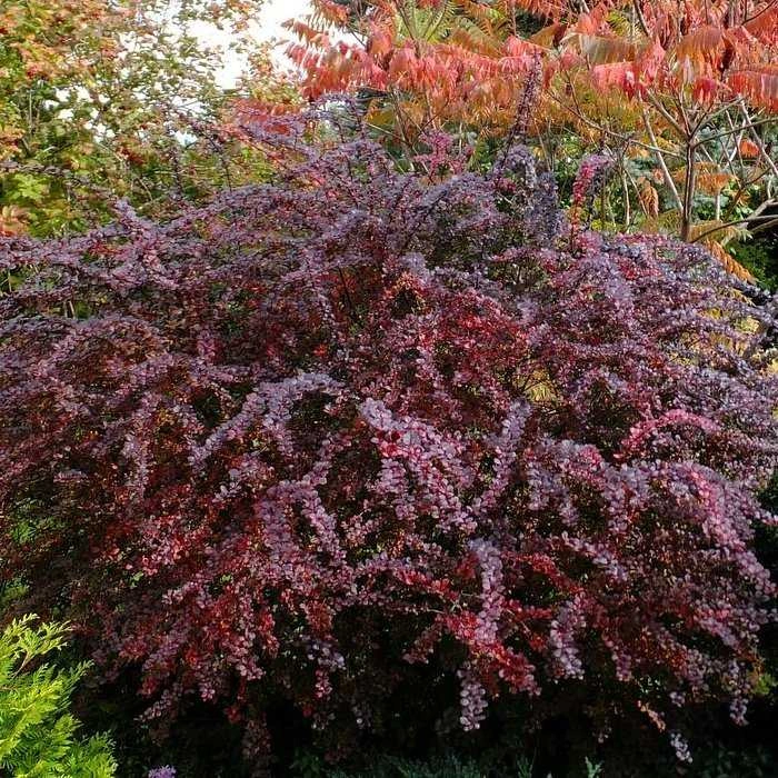Барбарис тунберга 'Atropurpurea', H40-60