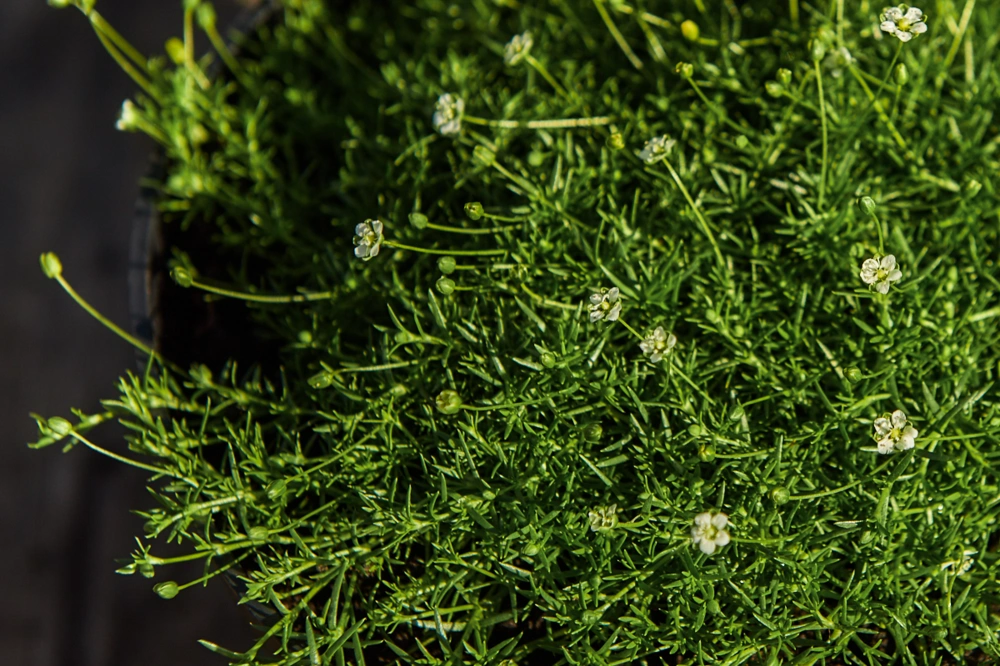 Мшанка шиловидная,