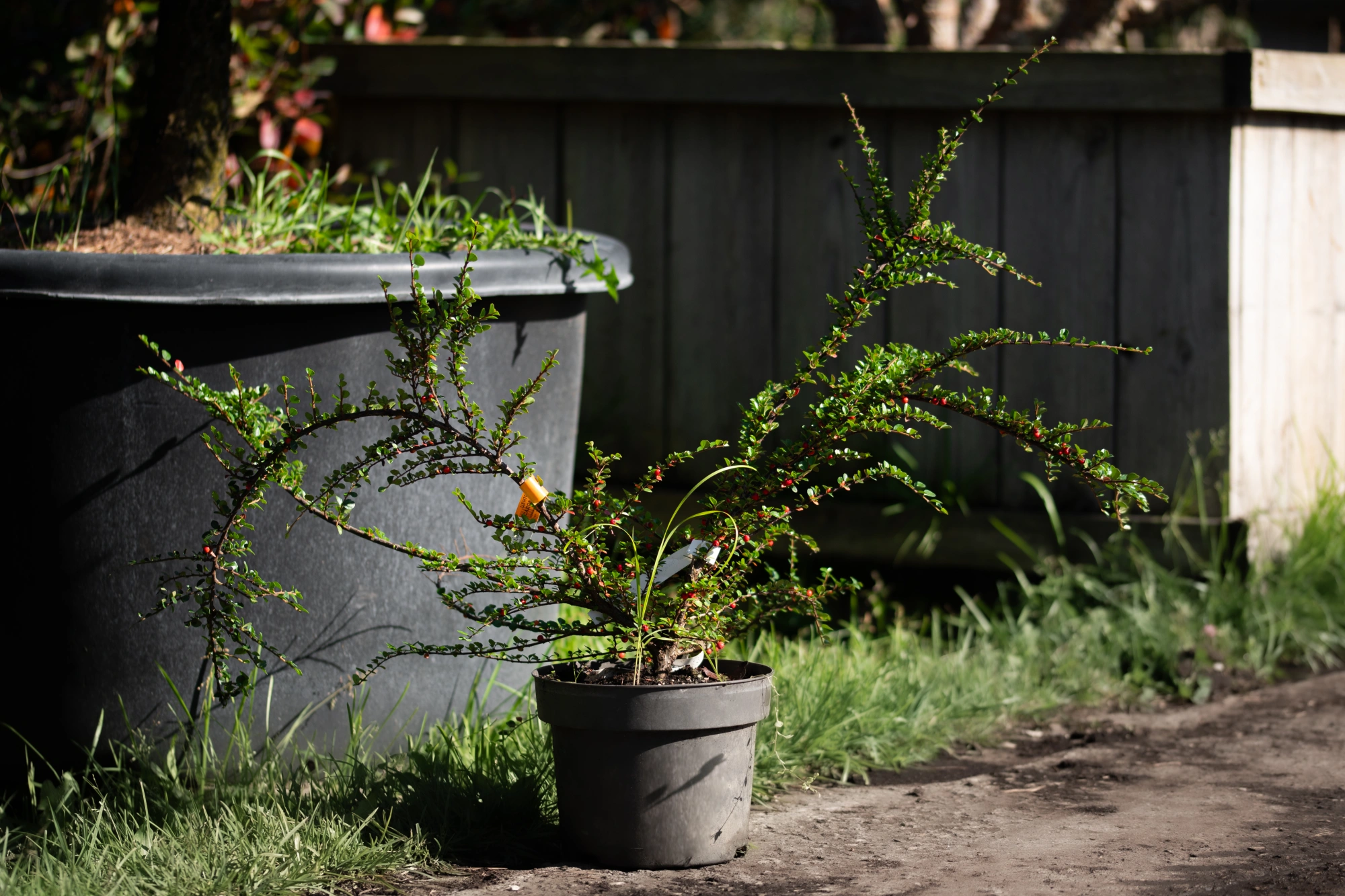 Кизильник горизонтальный, H40-60