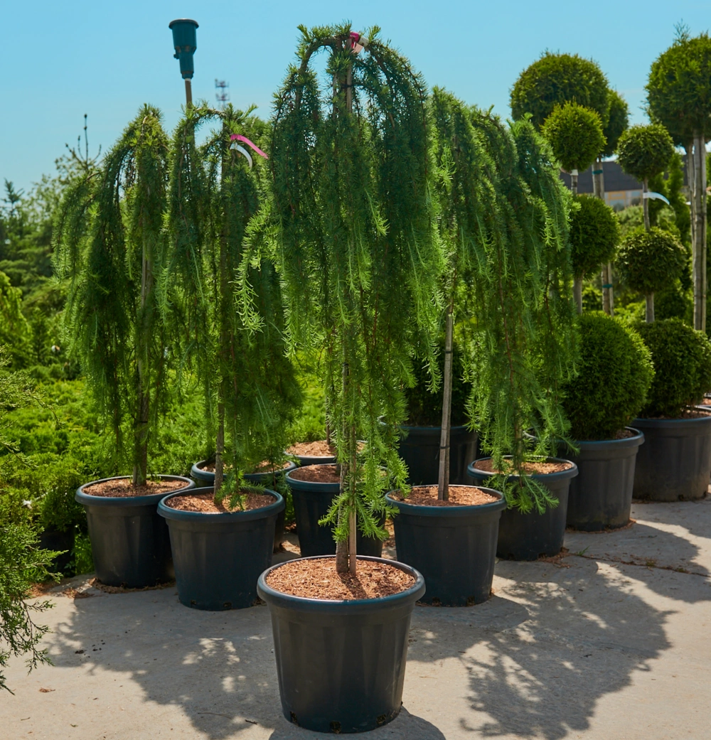 Лиственница тонкочешуйчатая 'Stiff Weeper', sth 120