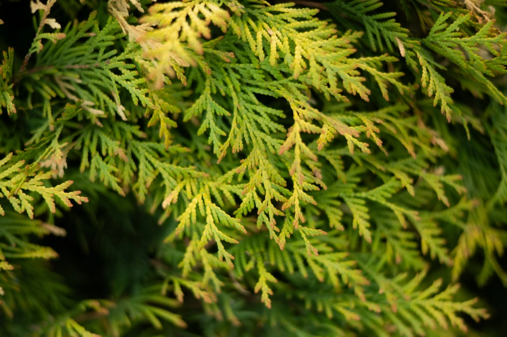 Туя западная 'Smaragd' (форма шар), Н80-100