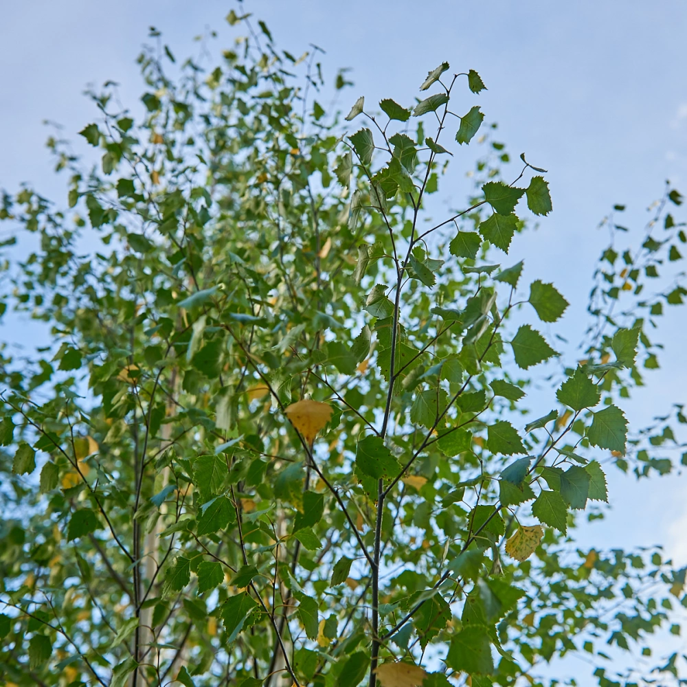 Береза повислая, mst H400-450