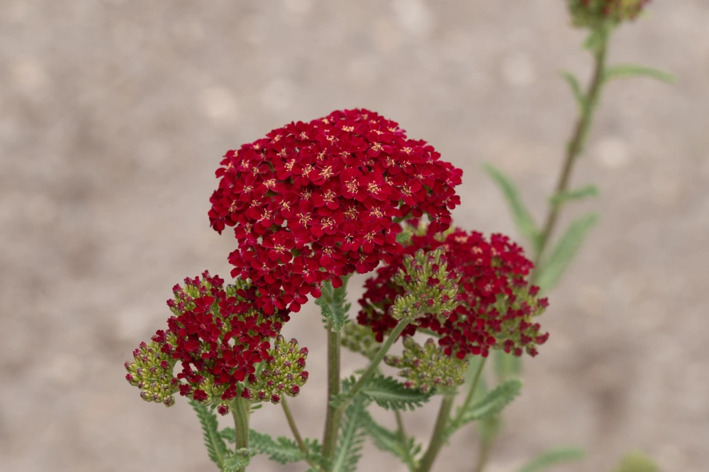 Тысячелистник обыкновенный 'Red Velvet' (вишневый),