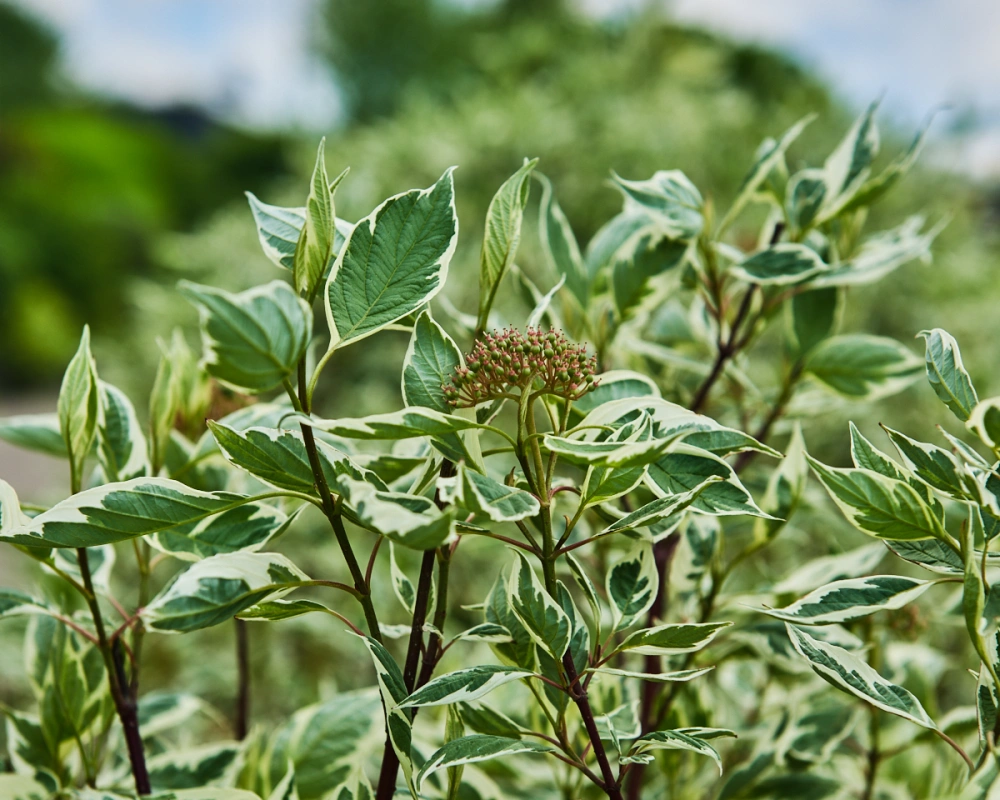 Дерен белый 'Elegantissima' (форма шар), H100-125