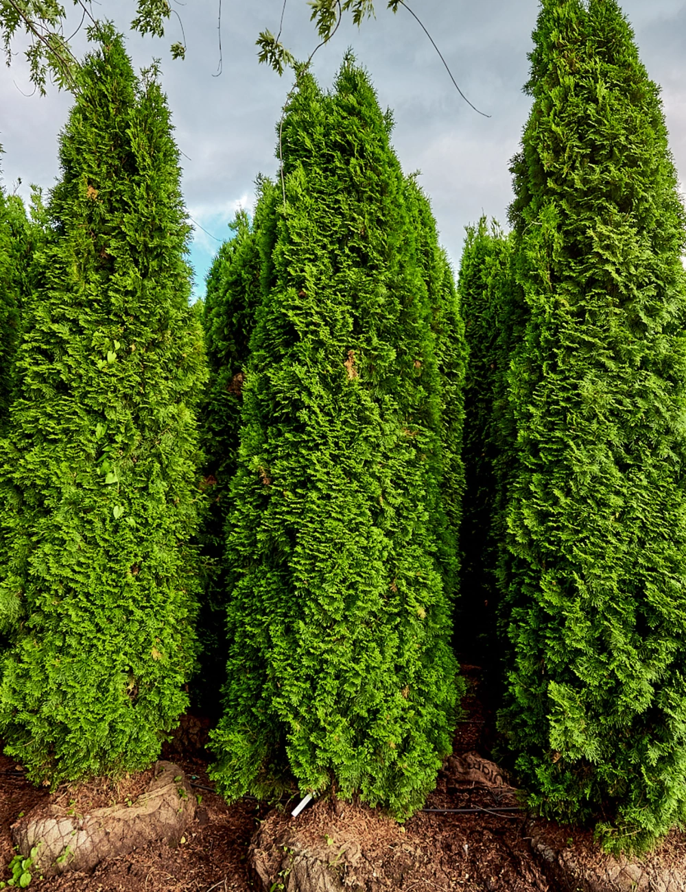 Туя западная 'Smaragd', H400-450