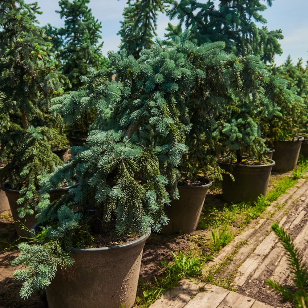 Ель колючая 'Koster', H60-80