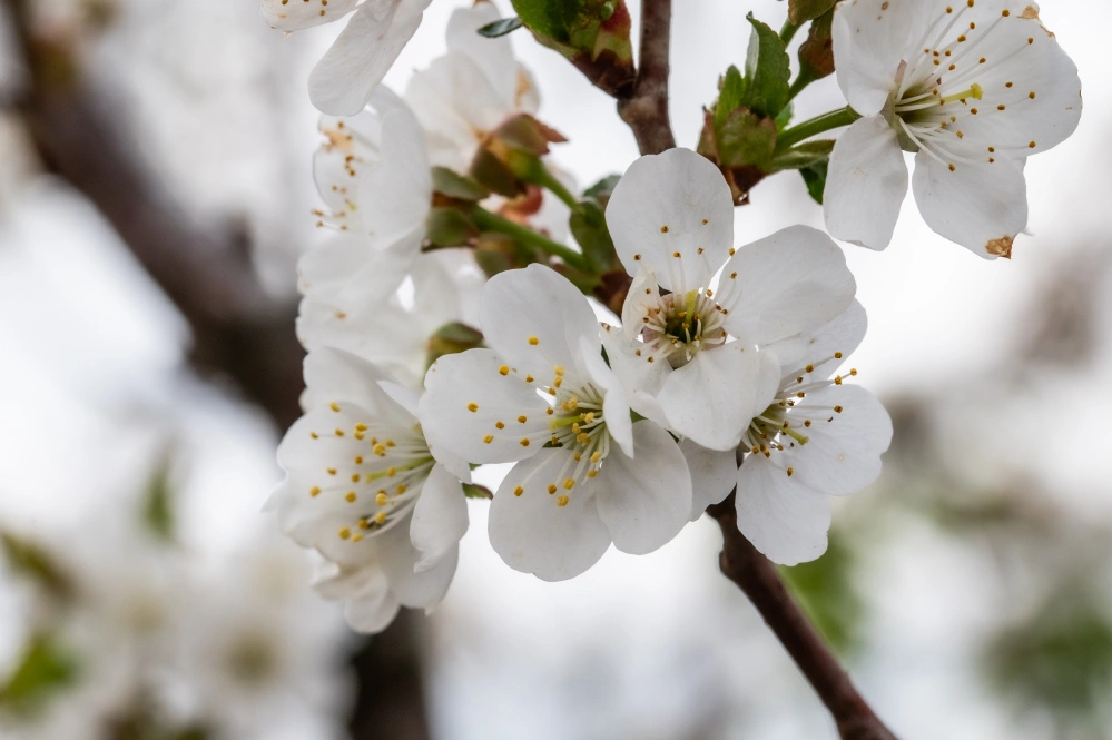 Вишня обыкновенная 'Жуковская' (самобесплод. сер. июля), 10-12 лет