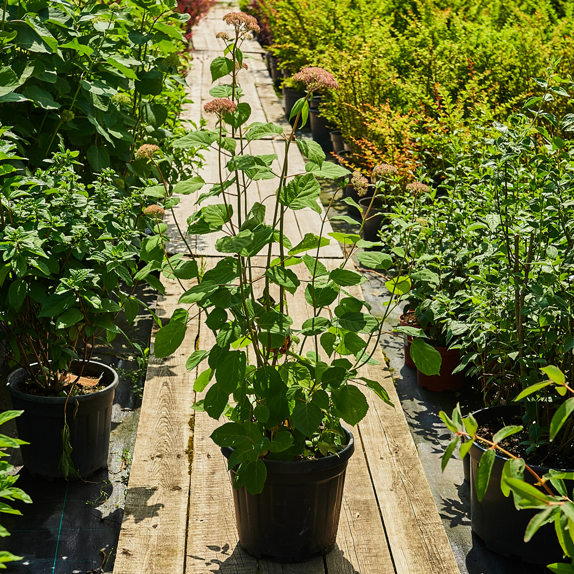 Гортензия древовидная 'Pink Annabelle-2', H20-40