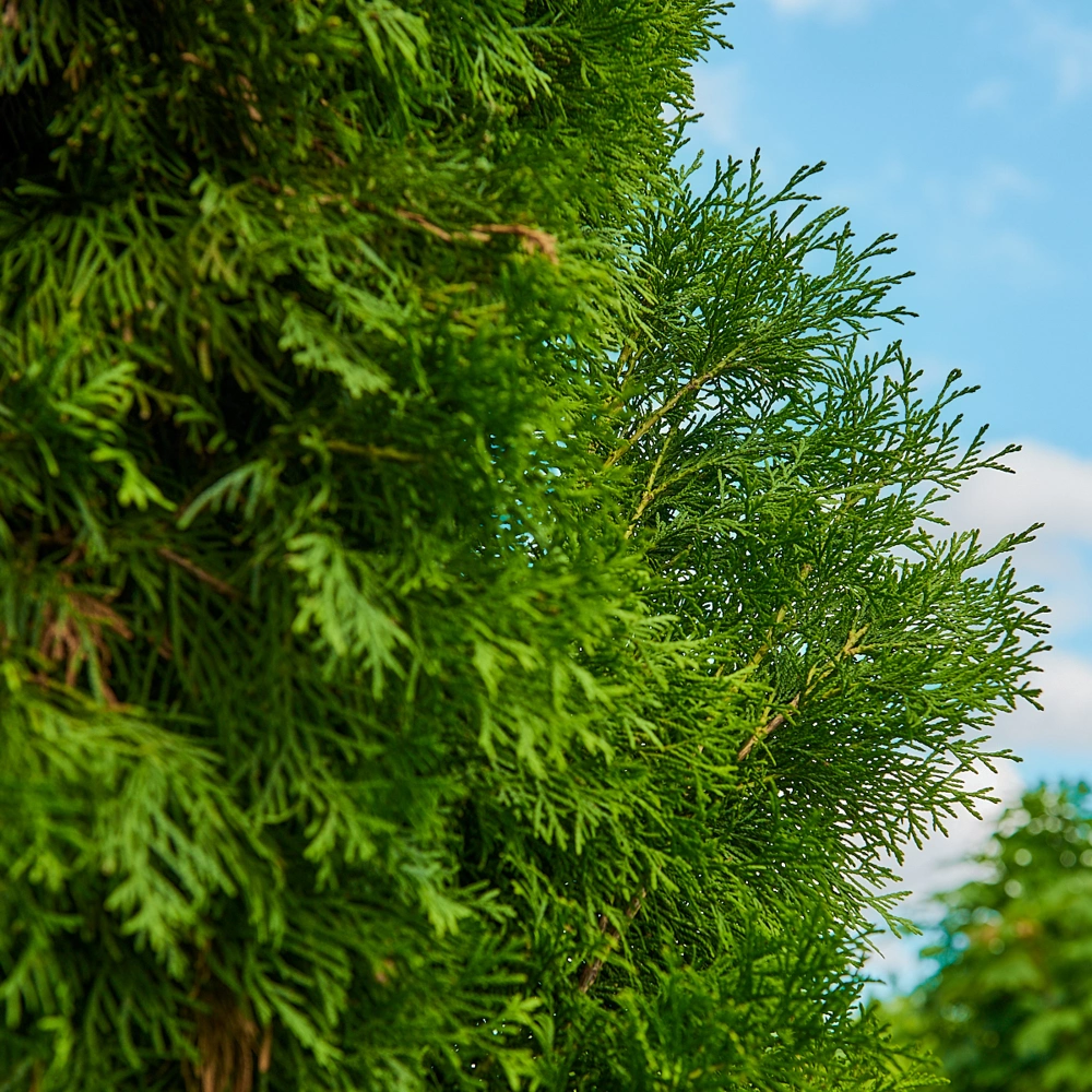 Туя западная 'Smaragd', H225-250