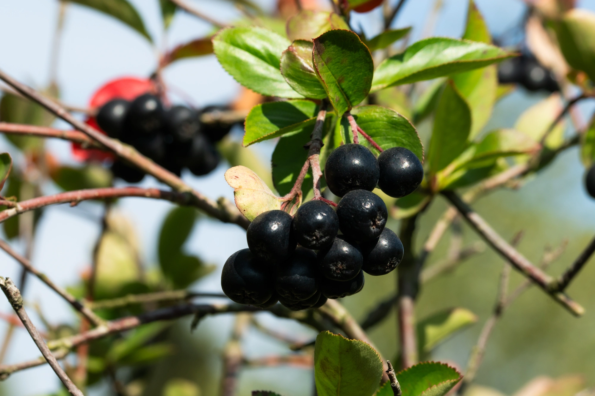 Арония красная 'Brilliant', sth150