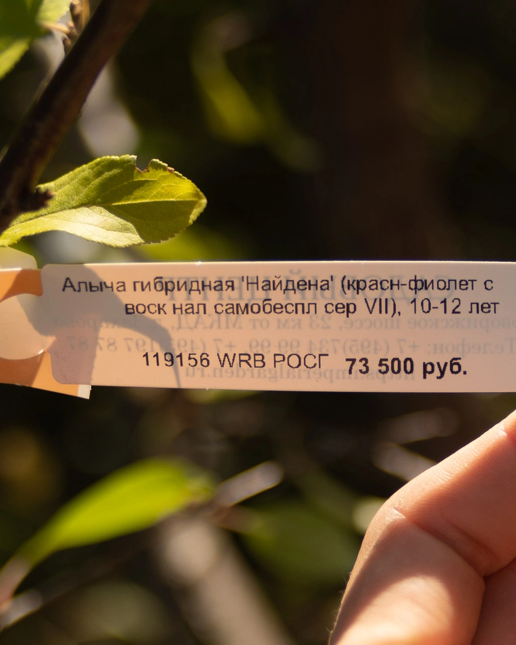 Новая поставка плодовых деревьев в Imperial Garden