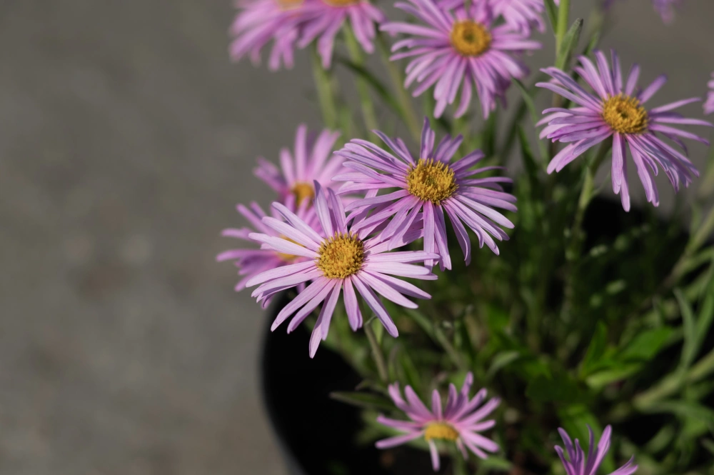 Астра альпийская 'Pink' (розовая),