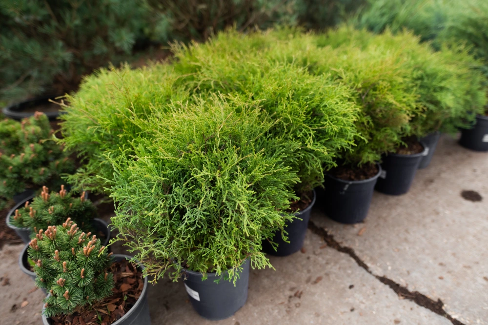 Туя западная 'Mr.Bowling Ball', H40-60