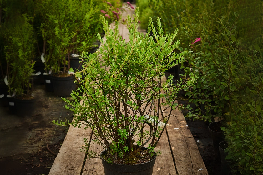 Спирея ниппонская 'Snowmound', H20-40