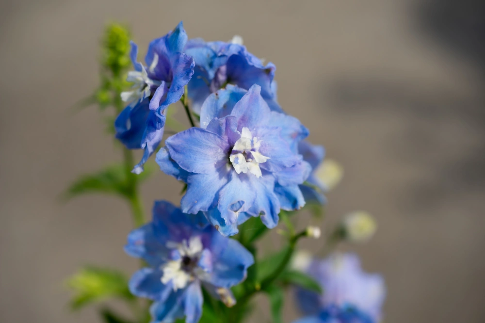 Дельфиниум культурный 'Excalibur Lilac Rose White Bee' (розовый),