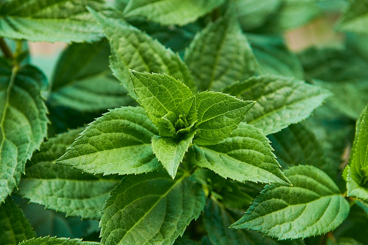 Гортензия метельчатая 'Magical Mont Blanc', H40-60