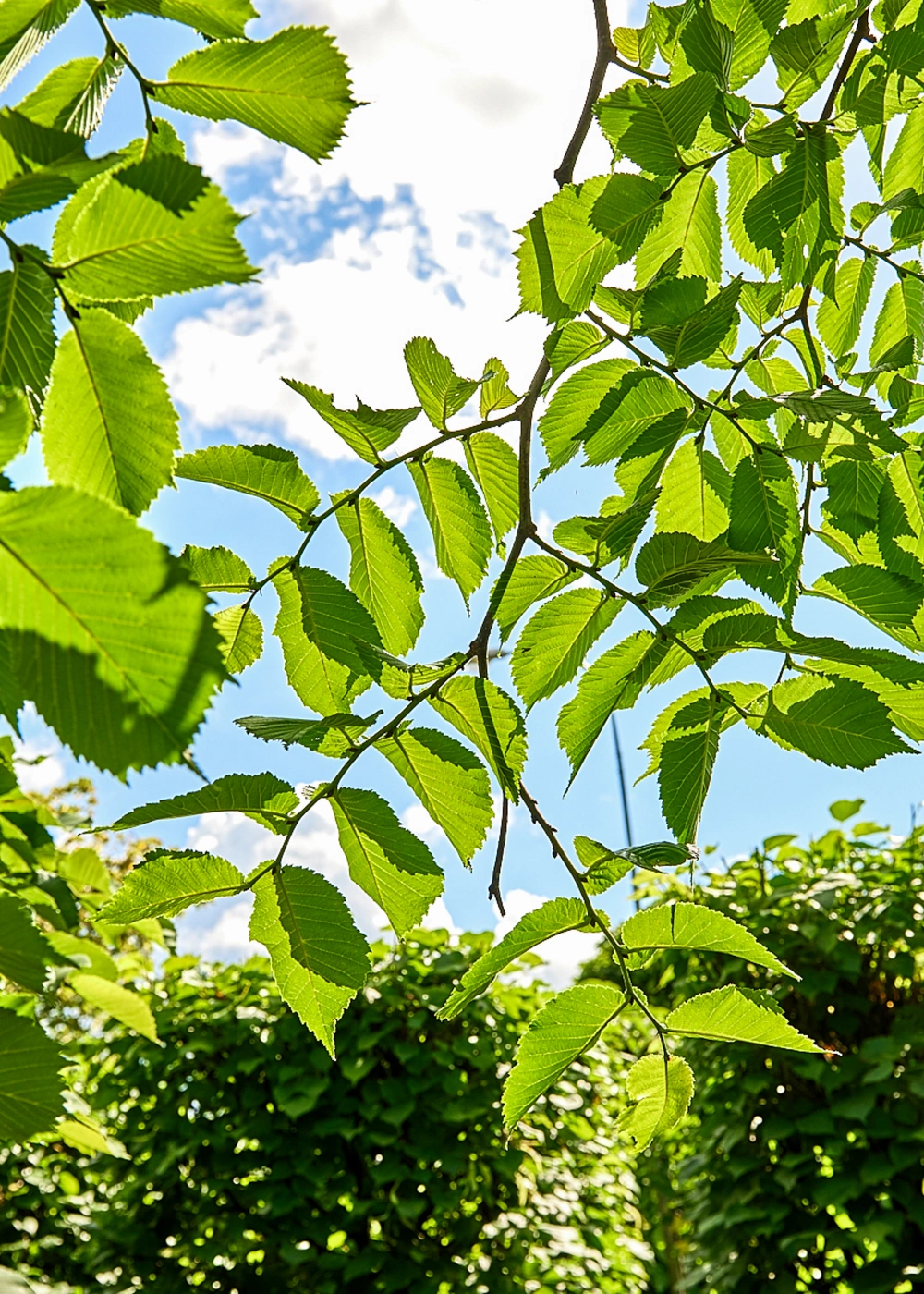 Вяз шершавый 'Pendula', stu 18-20