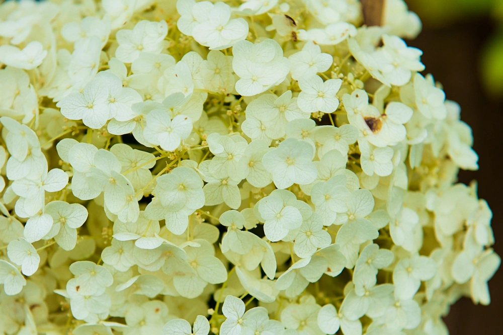 Гортензия древовидная 'Annabelle', H40-60