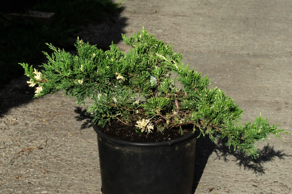 Можжевельник китайский 'Expansa Variegata', H40-60