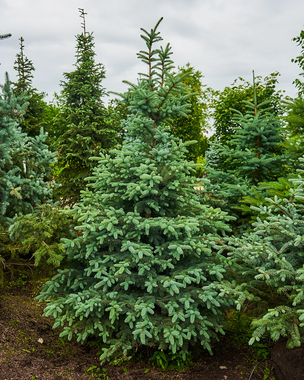 Ель колючая, H200-225