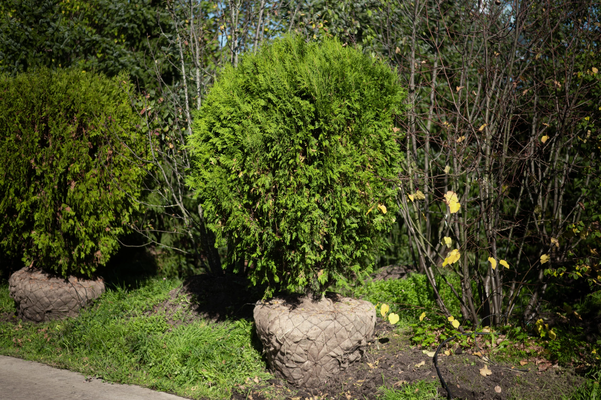 Туя западная 'Globosa', Н175-200