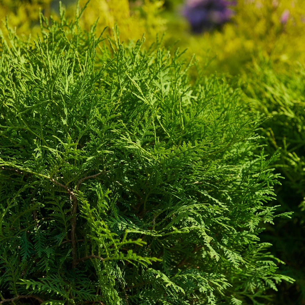 Туя западная 'Little Champion', H40-60