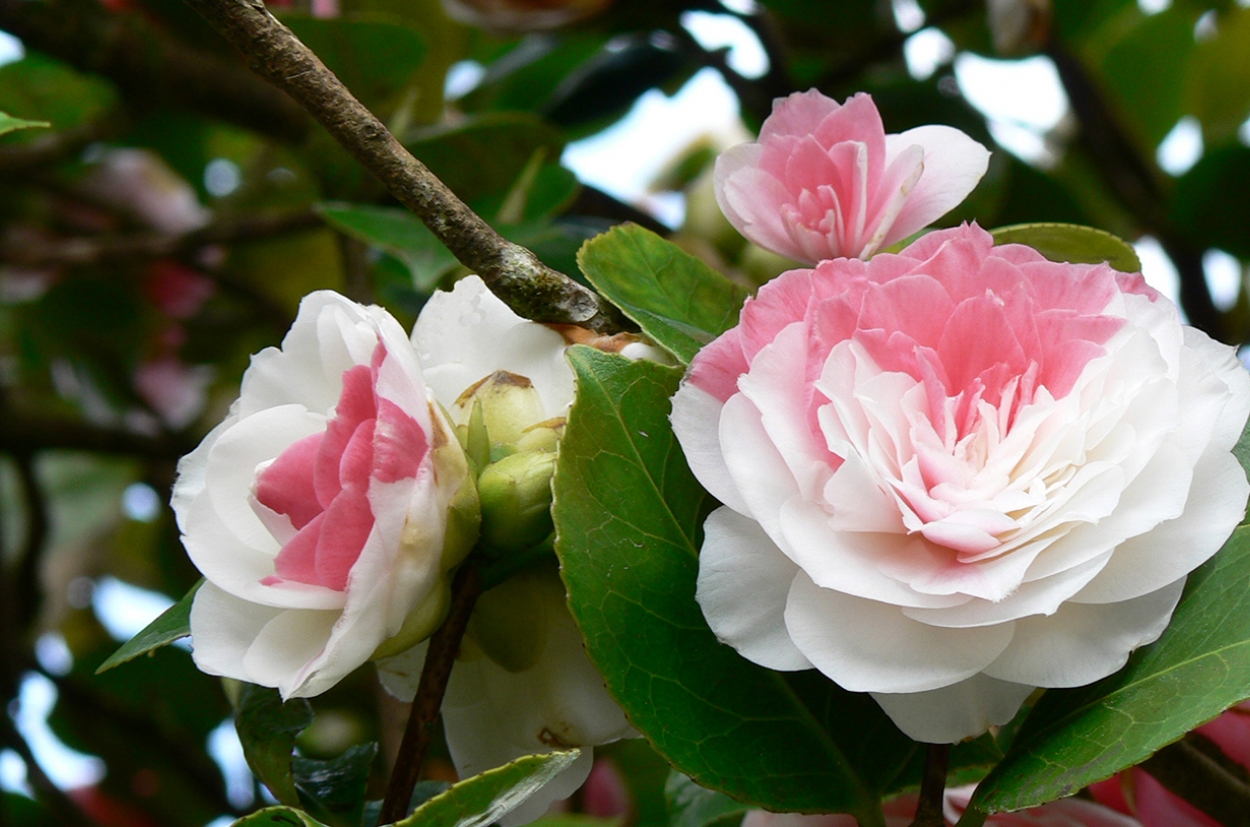 the-lost-gardens-of-heligan-cornwall-camellia-2_1250_827_s_c1.jpg