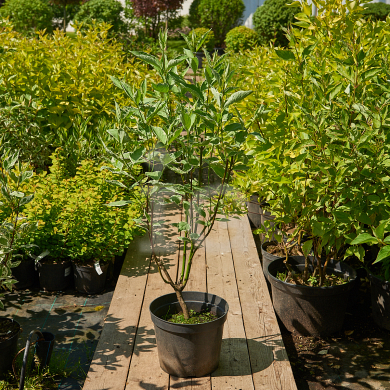 Дерен белый Сибирика Вариегата (Cornus alba Sibirica Variegata) С3